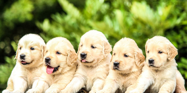 Labrador puppies spelen samen