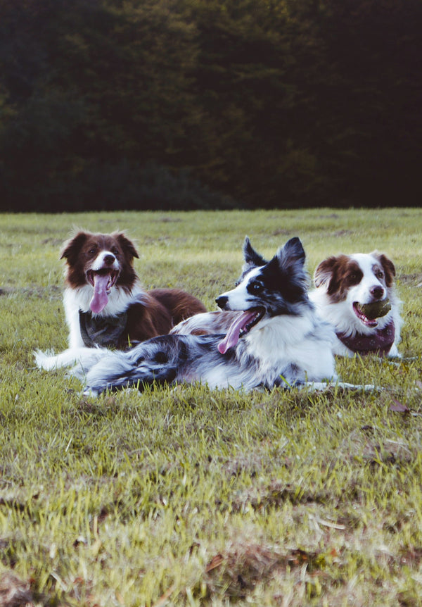 Goed verzorgde honden liggen in het gras
