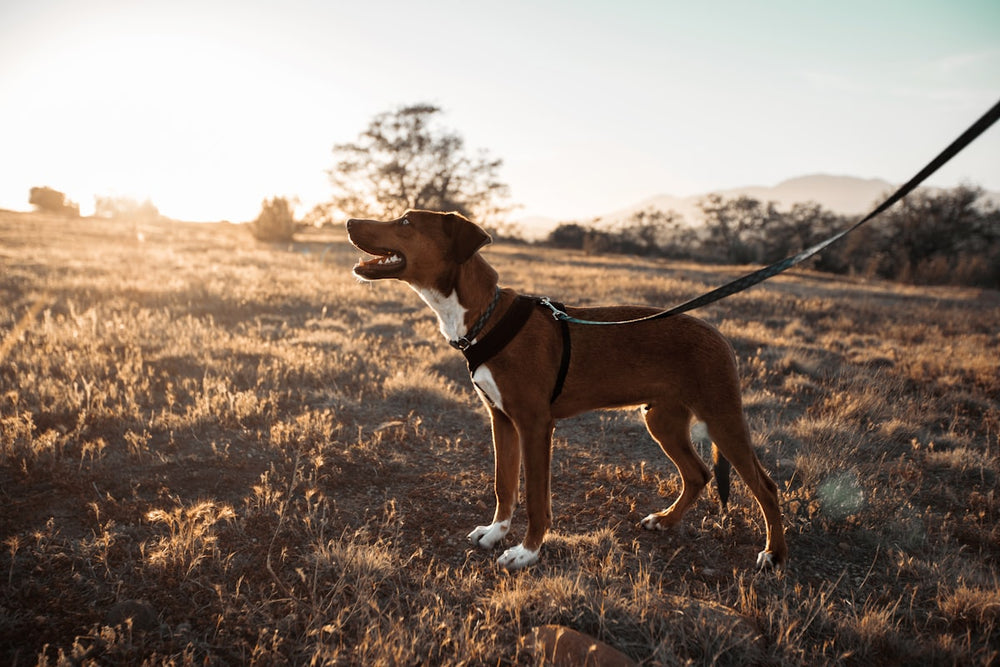 Hond aan zwarte wandelriem