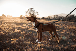Hond aan zwarte wandelriem