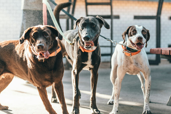 Honden met goed verzorgde vacht