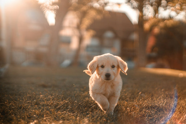 Hond speelt buiten met bijtspeeltje