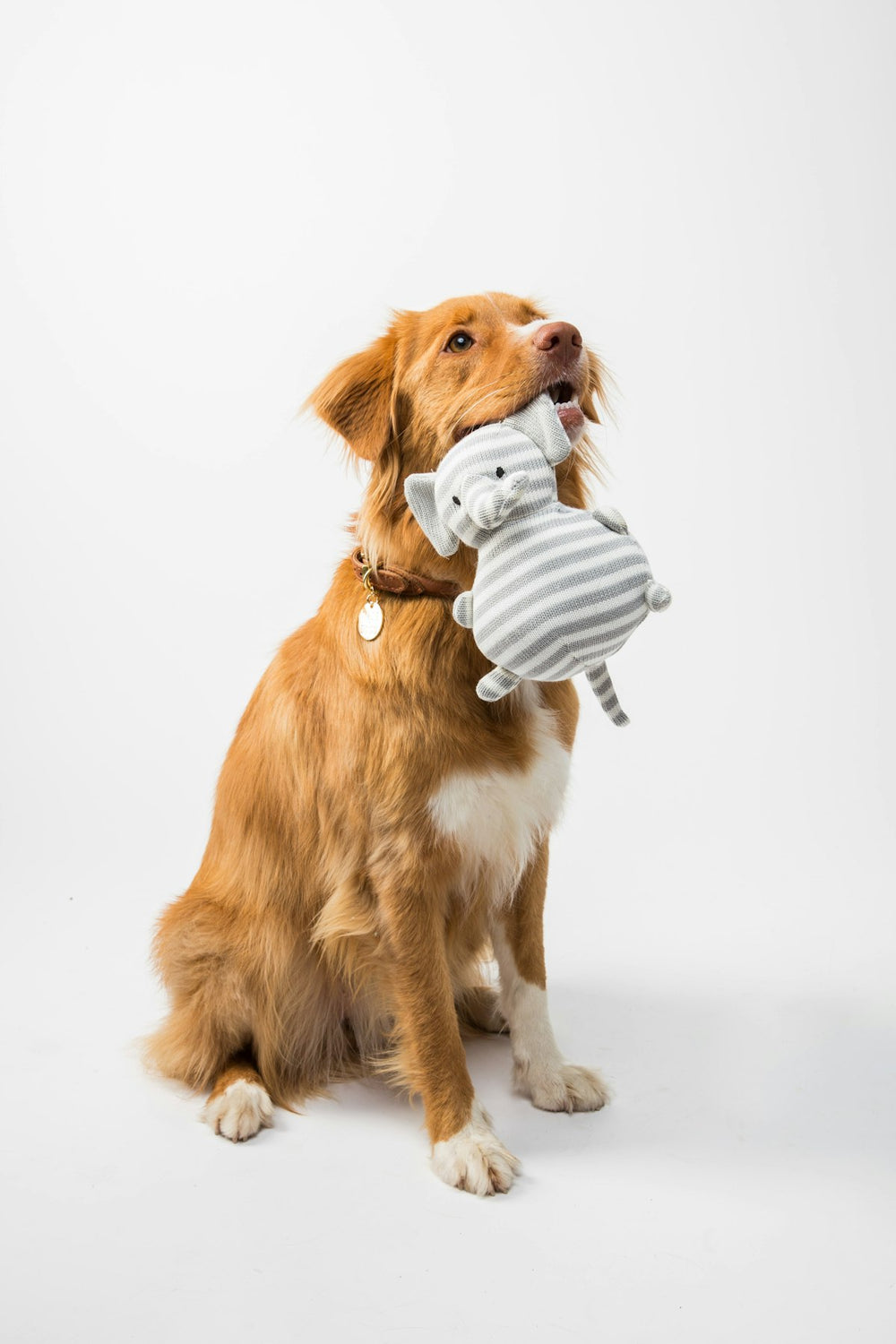 Hond bijt in blauw-witte bijtbal