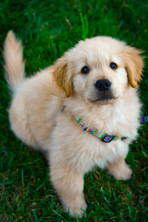 Gezonde puppy op het gras