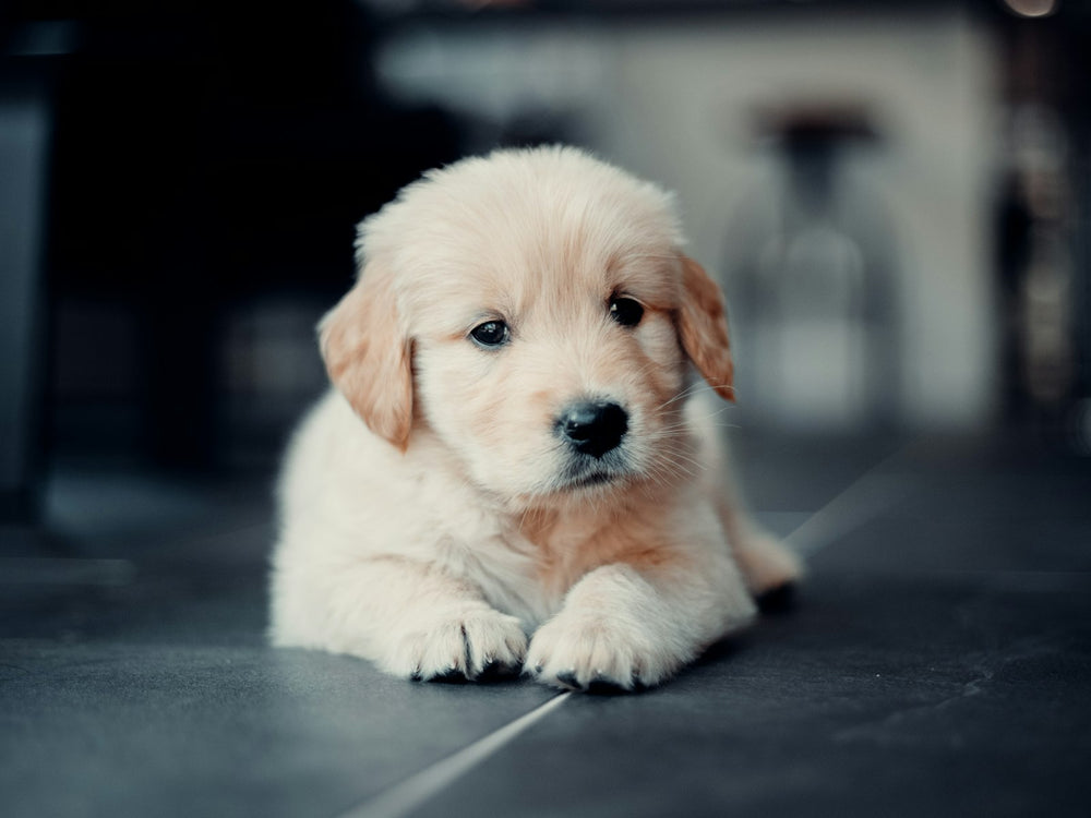 Hond met pluche beer knuffelspeeltje