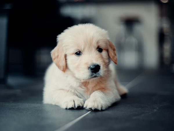 Puppy knuffelt met zacht speelgoed
