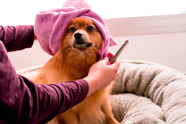 Hond wordt geborsteld en verzorgd