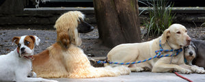 Rustige hond tijdens verzorging