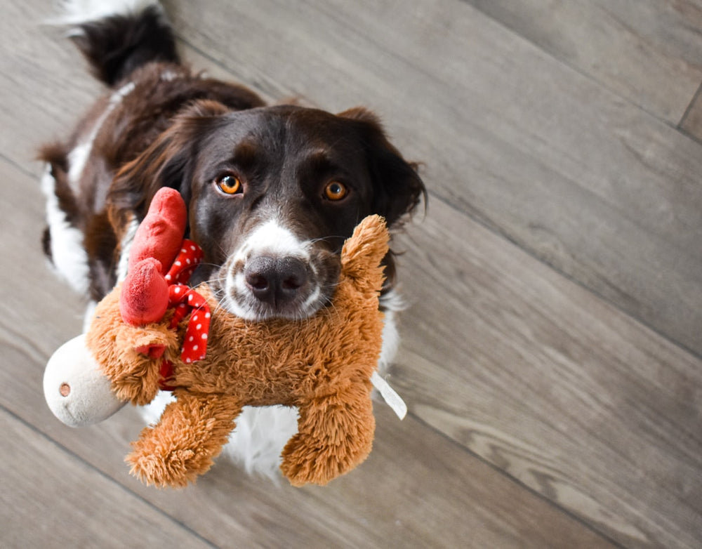Hond met pluche beer knuffelspeeltje