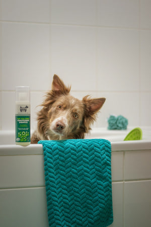 Hond in bad tijdens het wassen met shampoo