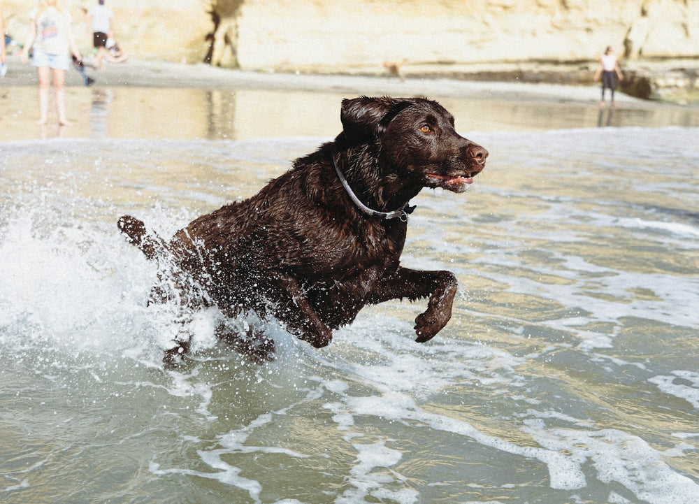 Hond na het baden bij de badkuip