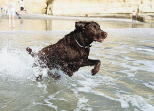 Hond rent door het water, klaar om afgedroogd te worden