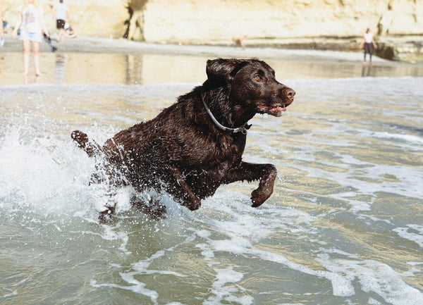 Hond rent door het water, klaar om afgedroogd te worden
