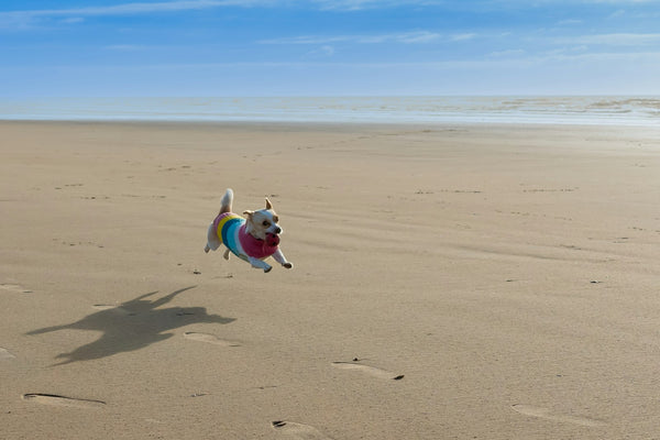 Hond rent op het strand aan de riem