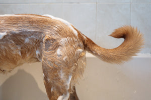 Hond na het baden bij de badkuip