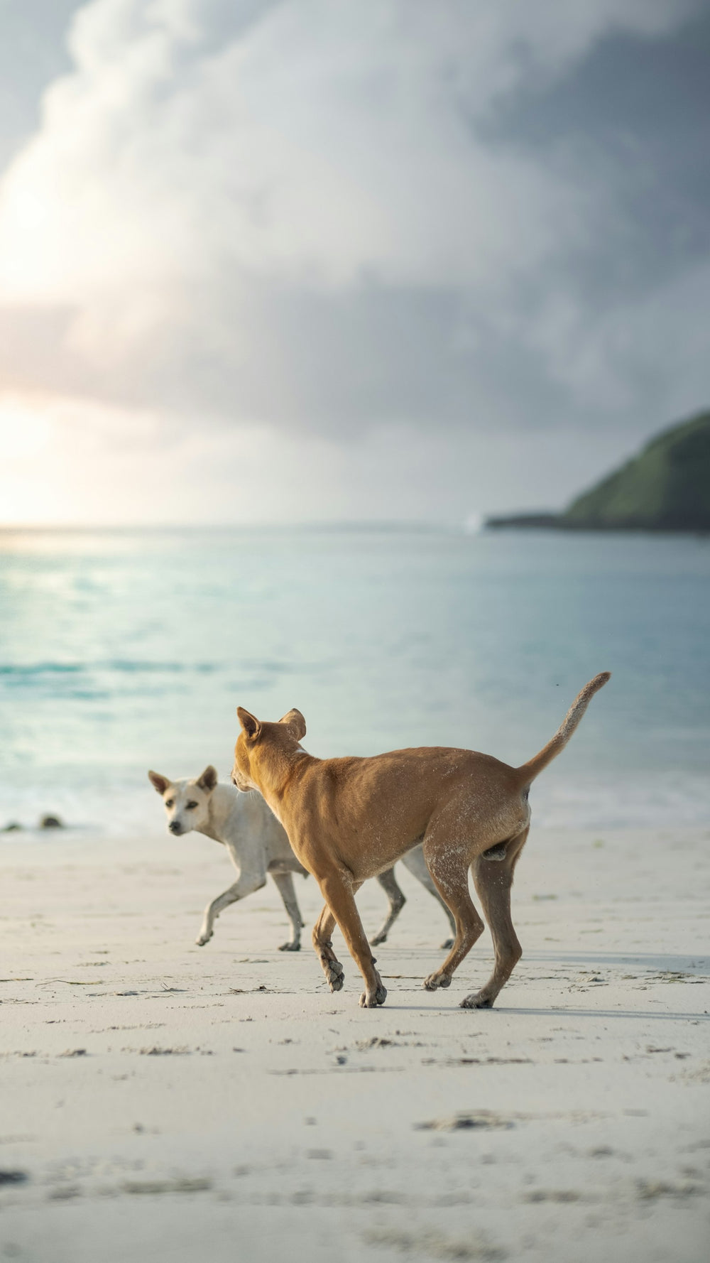 Werpbal in de lucht tijdens het spelen met een hond