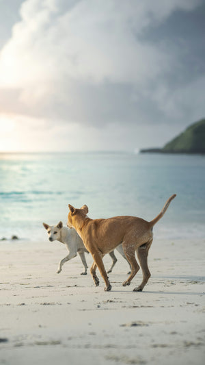 Twee honden rennen samen op het strand tijdens het fetch spelen